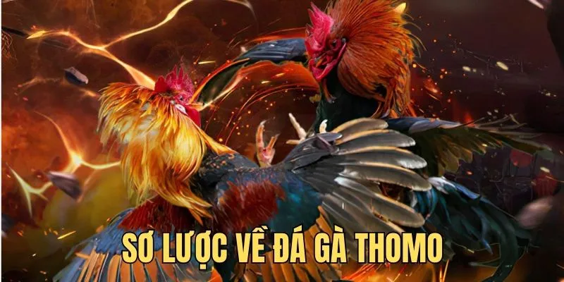 Sơ lược về sân chơi chọi kê Thomo nổi tiếng