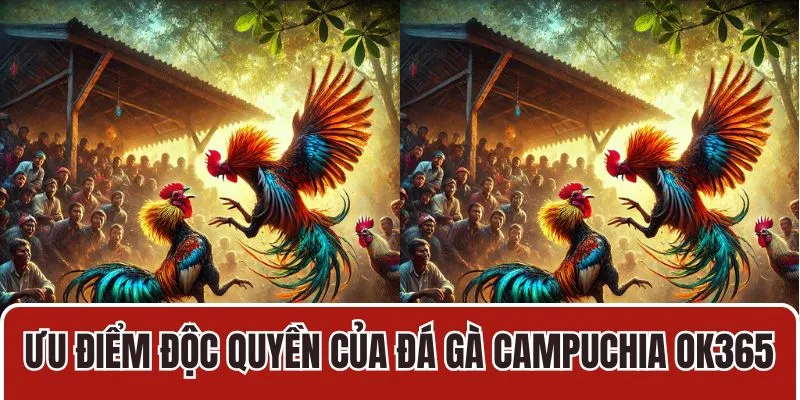 Ưu điểm độc quyền của đá gà Campuchia tại OK365